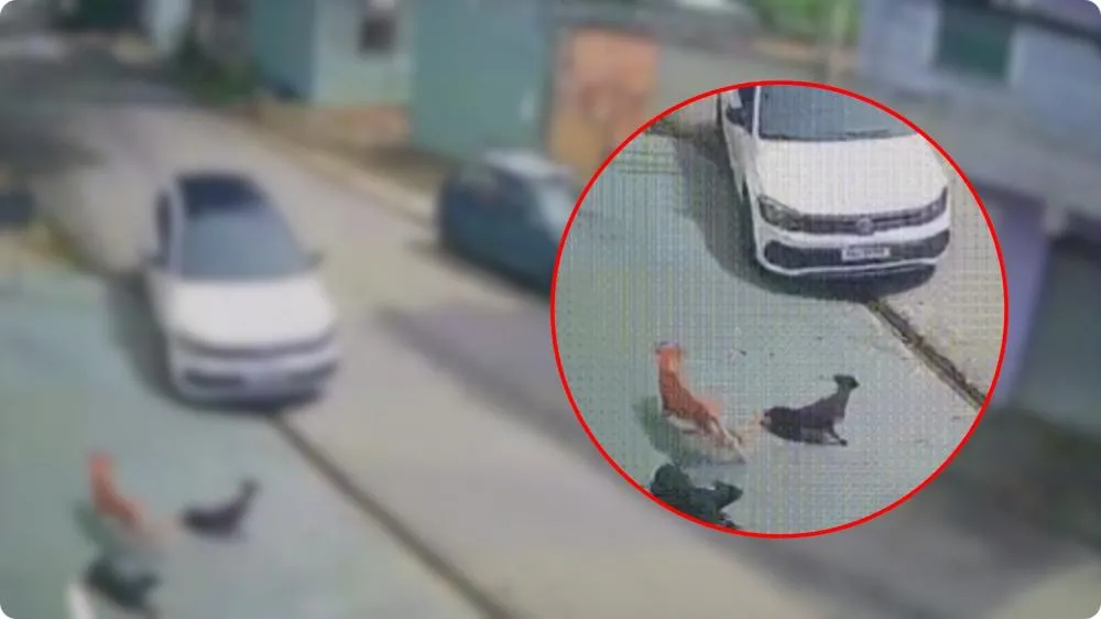 Motorista que atropelou matilha de cães é preso em aeroporto ao tentar fugir de Manaus