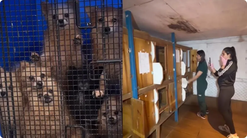 Canil com mais de 200 animais é interditado por maus-tratos na Grande Porto Alegre