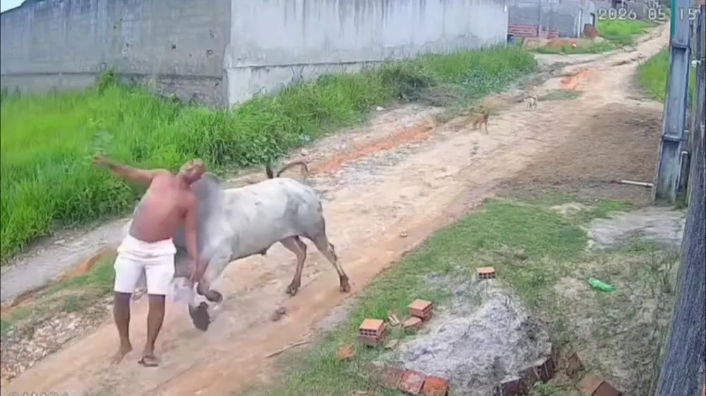 Câmera de segurança registra idoso sendo atingido por cabeçada de boi solto em Paudalho (PE)